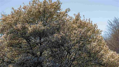 Image result for Serviceberries Tree