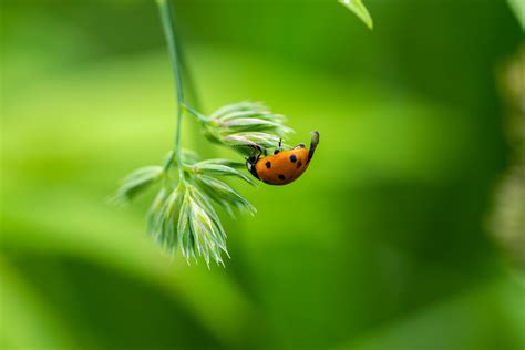 Image result for Ladybug Insect