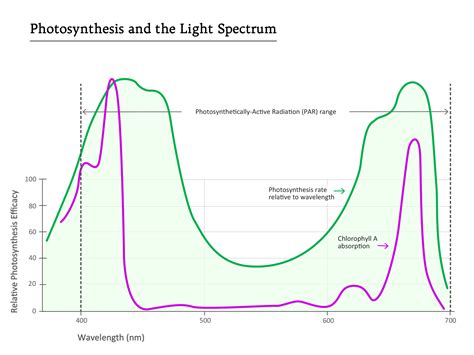 LED Grow Light Spectrum and Photosynthesis - Boulderlamp