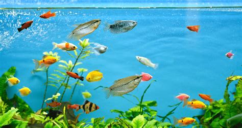 9 Common Mistakes First-Time Fish Owners Need to Avoid – Petsworld