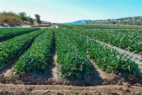 Extensive Farming 的图像结果