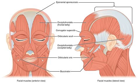 The left panel in this figure shows the anterior view of the facial muscles, and the right panel ...