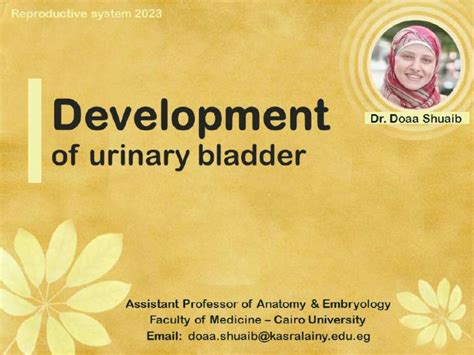 Diverticula Of The Urinary Bladder