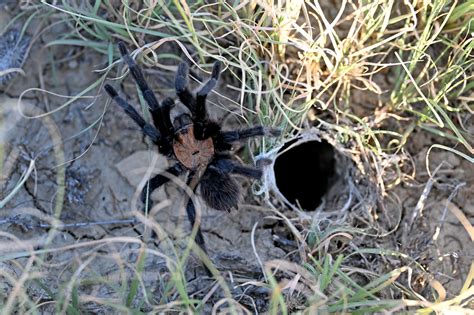 Photos: 2022 tarantula mating "migration" in Southern Colorado