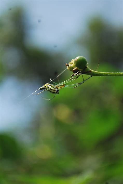 leucauge-decorata- – Araneae of India