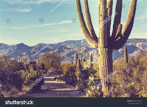 122,203 imágenes de Desert in mexico - Imágenes, fotos y vectores de ...