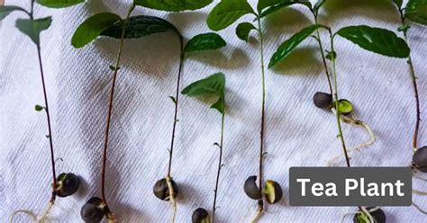 চাহৰ ইতিহাস- History of Indian tea & Assam tea — Stories World