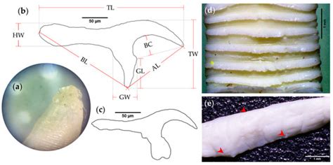 Pathogens | Special Issue : Felid Parasitoses, New Insights and Open ...