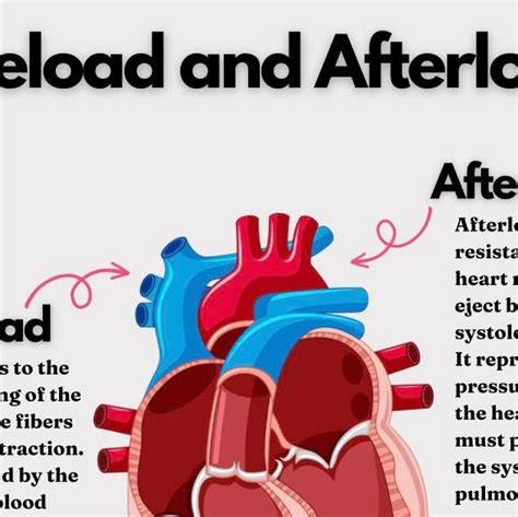 Image result for Preload and Afterload