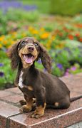 Image result for Cutest Dog in the World Real
