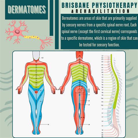Dermatomes Hand Cervical