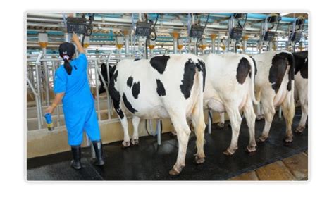 Mohan Exports (India) Pvt. Ltd