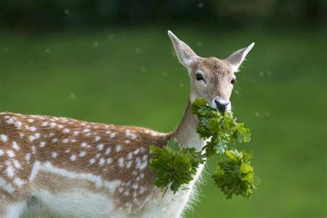 Do Deer Eat Flower Gardens at Winnifred Pitts blog