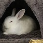 Image result for Cute Sad Bunny
