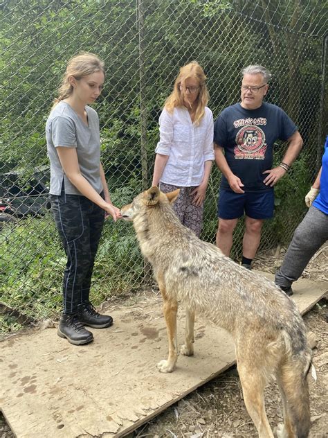 Meeting two of the wolves at Wolf Watch UK : r/wolves
