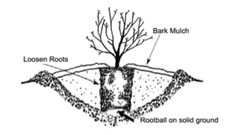 Image result for Tree Planting Guide
