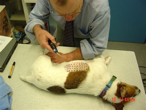 How Much Is An Allergy Test For Dogs