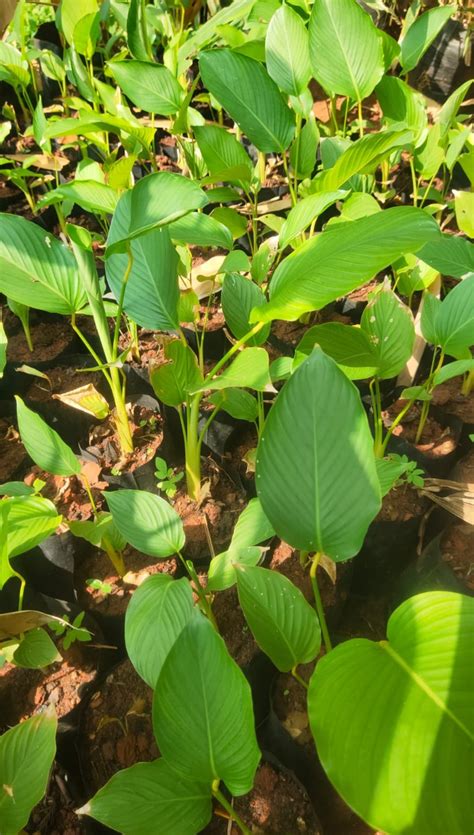 Calathea lutea – ASHIYANA STORE