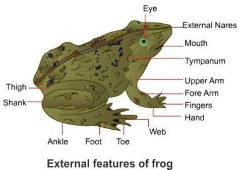 NCERT Summary: Structural Organisation In Animals - Biology Class 11 ...