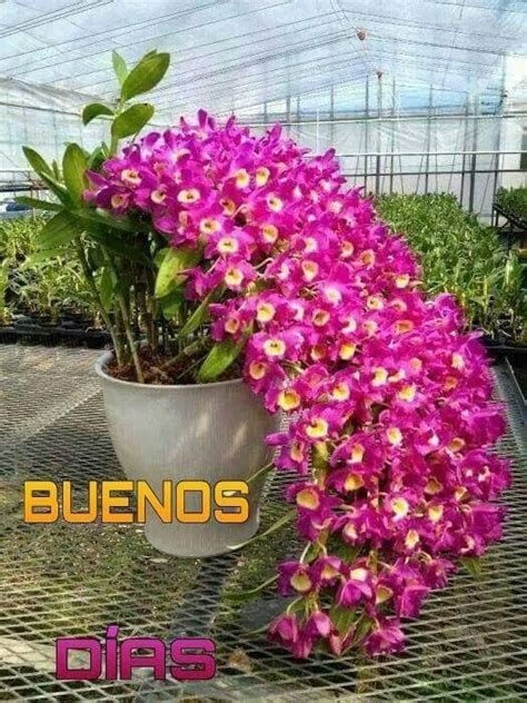 Pin by José Maria Pozo Dominguez on BUENOS | Beautiful orchids, Unusual ...