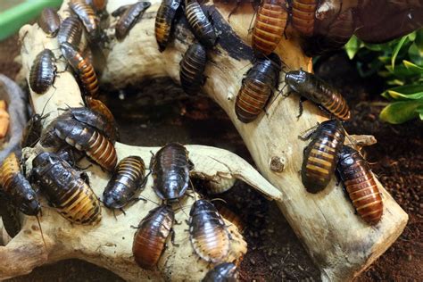 9 Easy Ways to Keep Cockroaches Away