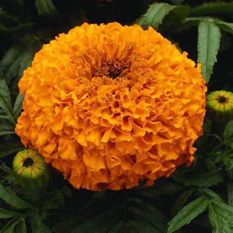 Marigold - Gt. Double Gold Flower - Pack of 100 Seeds – Farmgokart