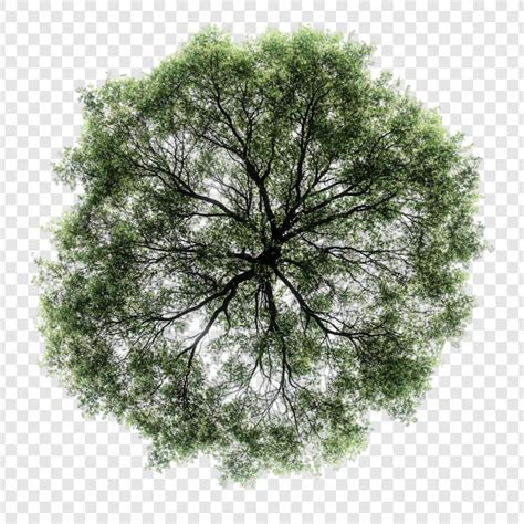 Trees elevation png Images - Free Download on Freepik