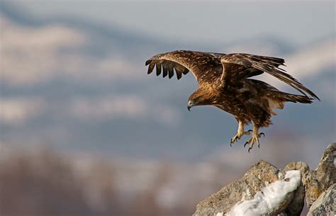 Bildergebnis für steinadler