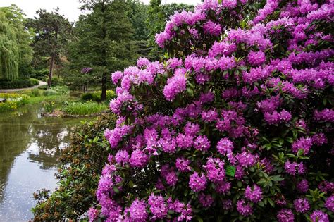 Рододендроны в саду (61 фото) » НА ДАЧЕ ФОТО