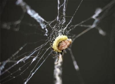 Wasps Enslave Spiders to Weave for Them