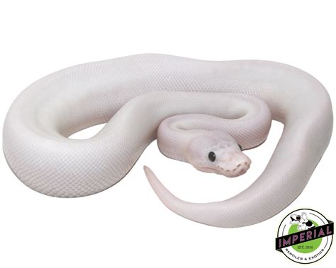 Image result for Super Fire Ball Python