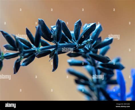 Black calyx and stem hi-res stock photography and images - Alamy