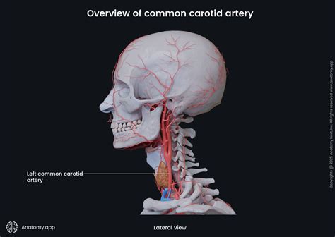 Common carotid artery | Anatomy.app