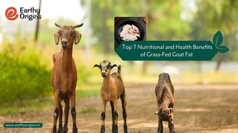 Unveiling the Top 7 Nutritional and Health Benefits of Grass-Fed Goat ...