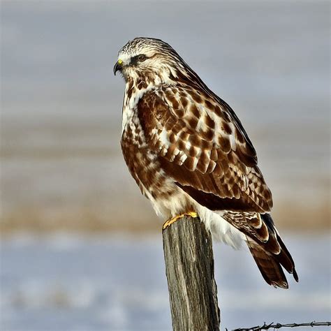 11 Amazing Hawks With White Heads (With Pictures)