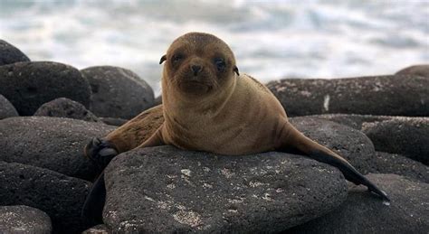 Ocean currents protect Galápagos Islands from global warming; but are ...