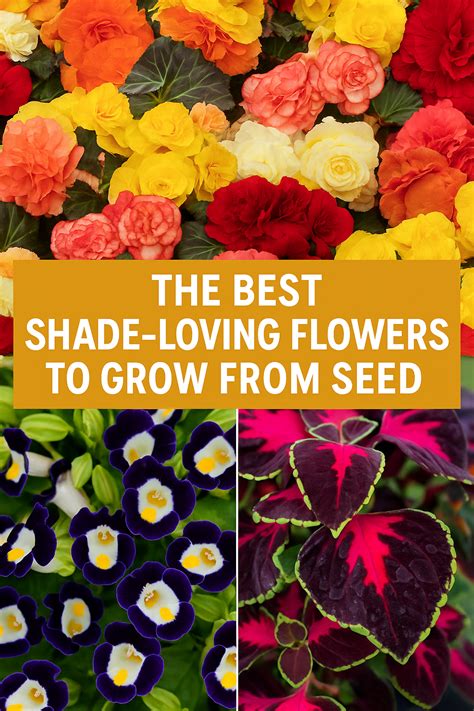Best Shade-Loving Flowers to Grow from Seed | Colorful Annuals for ...