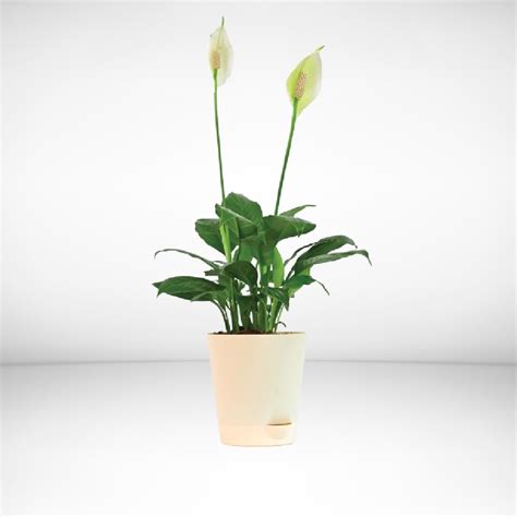 Florona Peace Lily Live Plant with Self Watering Pot - Spathiphyllum ...