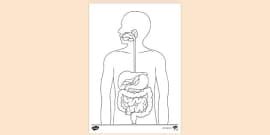 Body Systems Colouring Page | Colouring Sheets - Twinkl
