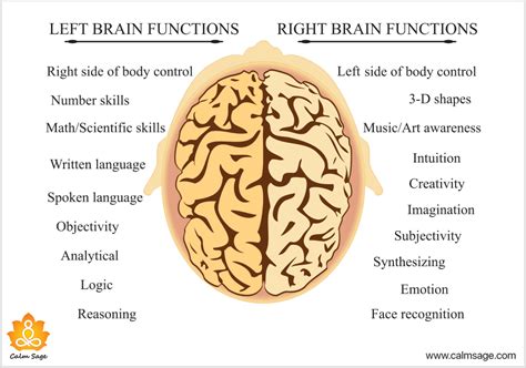 Right Brain Left Brain 的图像结果