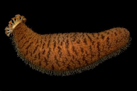 Phylum Echinodermata Sea Cucumber