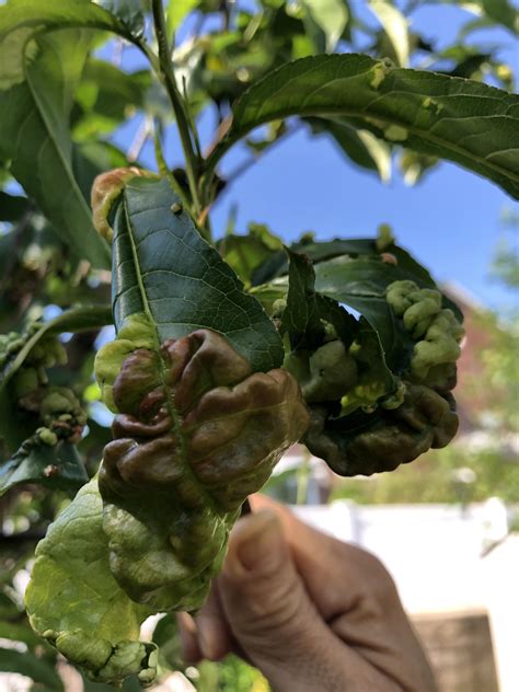 Fungus on peach tree. How can I solve this? : r/BackyardOrchard - what prevents fungus in peach trees