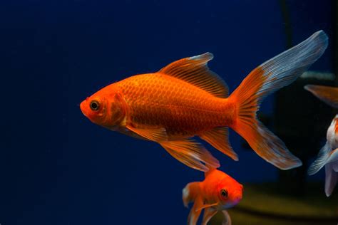 Comet Goldfish - The Care, Feeding and Breeding of Comet Goldfish ...