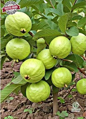 MPL 400 Micron HDPE Pond Liner Sheet Geomembrane Sheet 2.26ft x 20ft ...