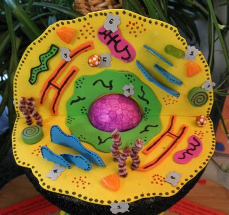 Image result for Cell Model Project