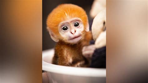 Zoo welcomes its first baby Francois’ langur