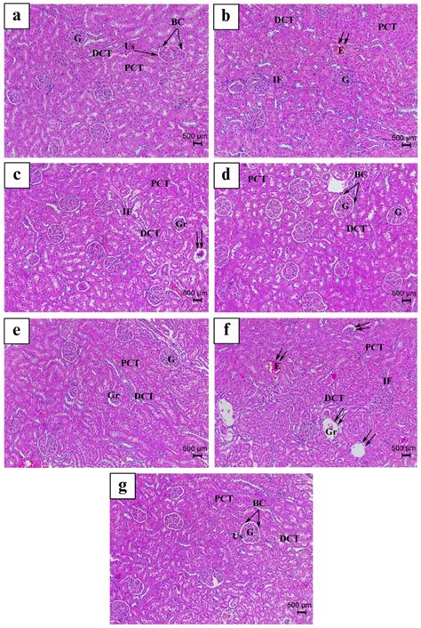 Effects of Lebanese Folk Herbs on Adult Male Rats: Hepatic and Renal ...