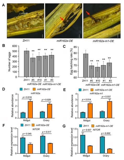 Overexpression of an Osa-miR162a Derivative in Rice Confers Cross ...