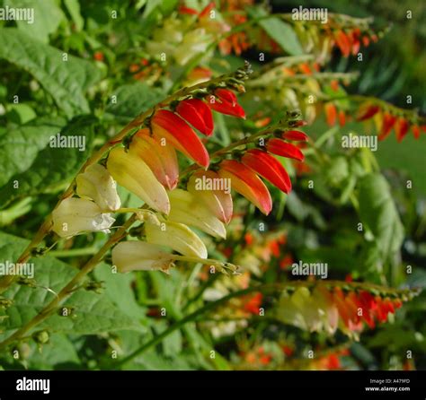 Mina lobata Citronella in garden herbaceous perennial border Stock ...
