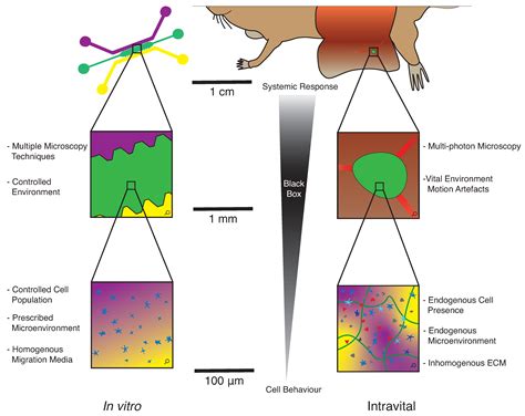 The Critical Importance of Spatial and Temporal Scales in Designing and ...